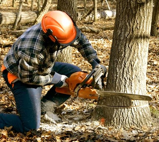 Tree Removal in Limington, ME